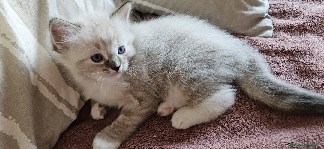 Ragdoll gatti in vendita: ANFI 2 cuccioli Ragodoll disponibili. Milano.. a Città metropolitana di Milano - Immagine 3