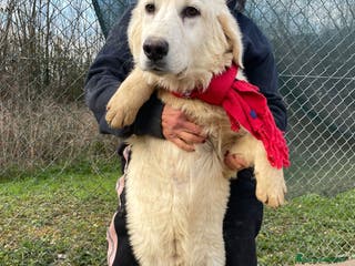 Meticcio cani IL DOLCISSIMO E BELLISSIMO LUCKY a Provincia di Pisa - Annuncio 36