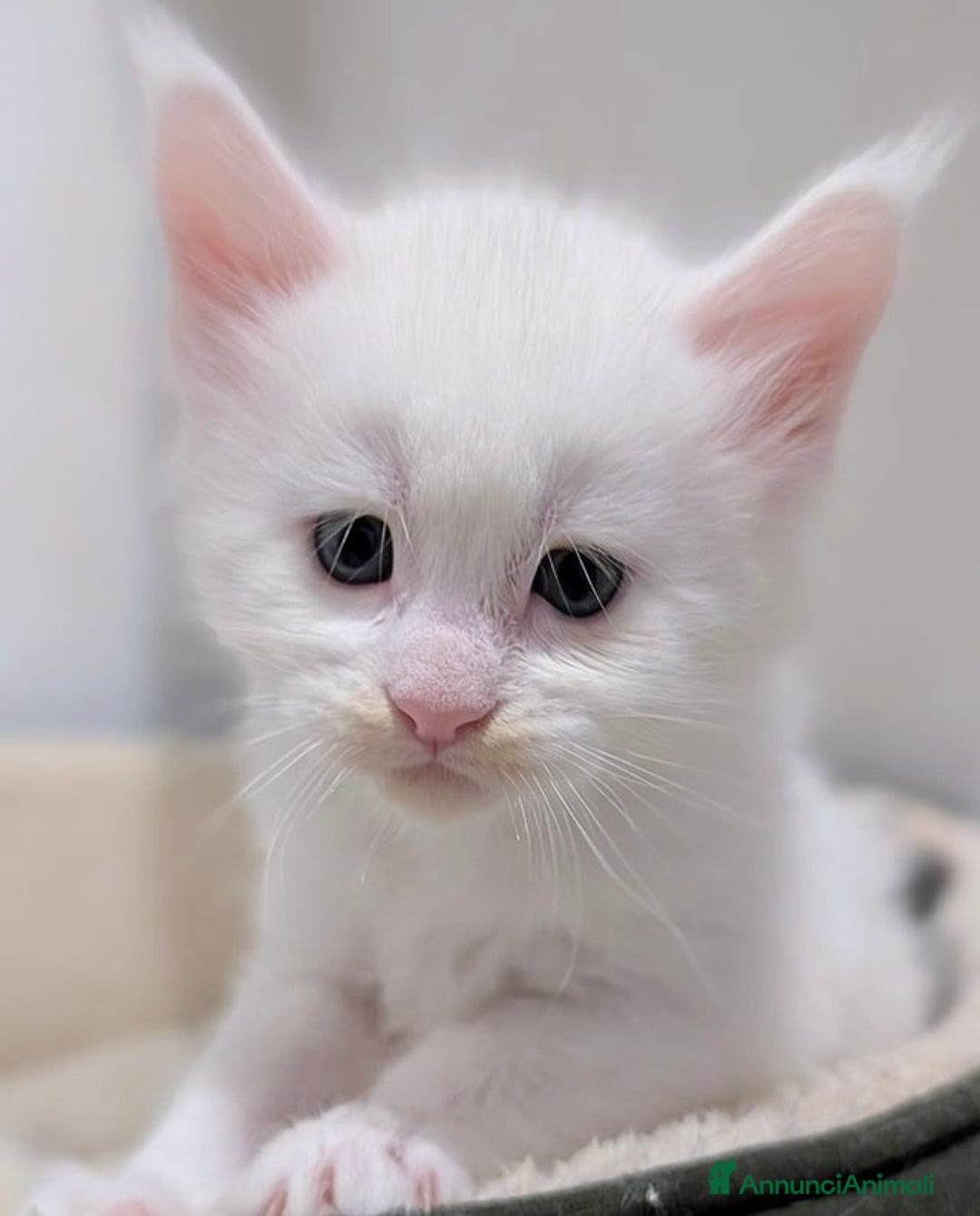 Maine Coon gatti in vendita: Bellissimi cuccioli di Maine Coon - Annuncio 3