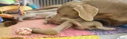 Weimaraner cani in vendita: Cucciolo weimaraner maschio a Provincia di Pistoia - Annuncio 2