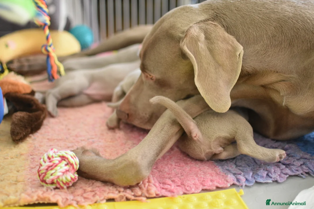 Weimaraner cani in vendita: Cucciolo weimaraner maschio a Provincia di Pistoia - Annuncio 2