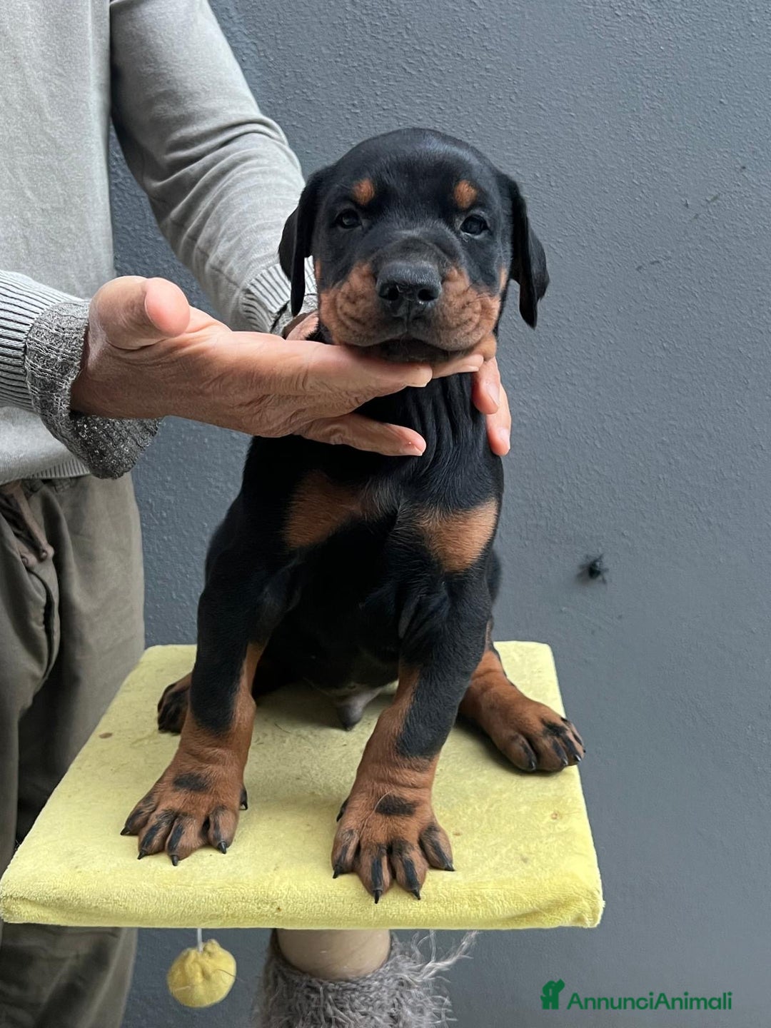 Dobermann cani in vendita: cucciolo doberman in vendita messina - Annuncio 13