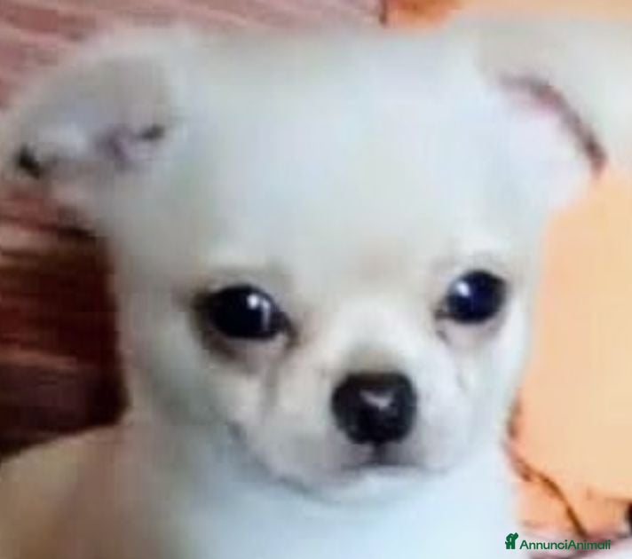 Chihuahua cani Chihuahua Pedigre certifica CAMPIONI INTERNAZIONA  - Annuncio 8