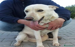 Meticcio cani in regalo: DOLCE E BUONO ARISTIDE IN REGALO a Città metropolitana di Catania - Immagine 2