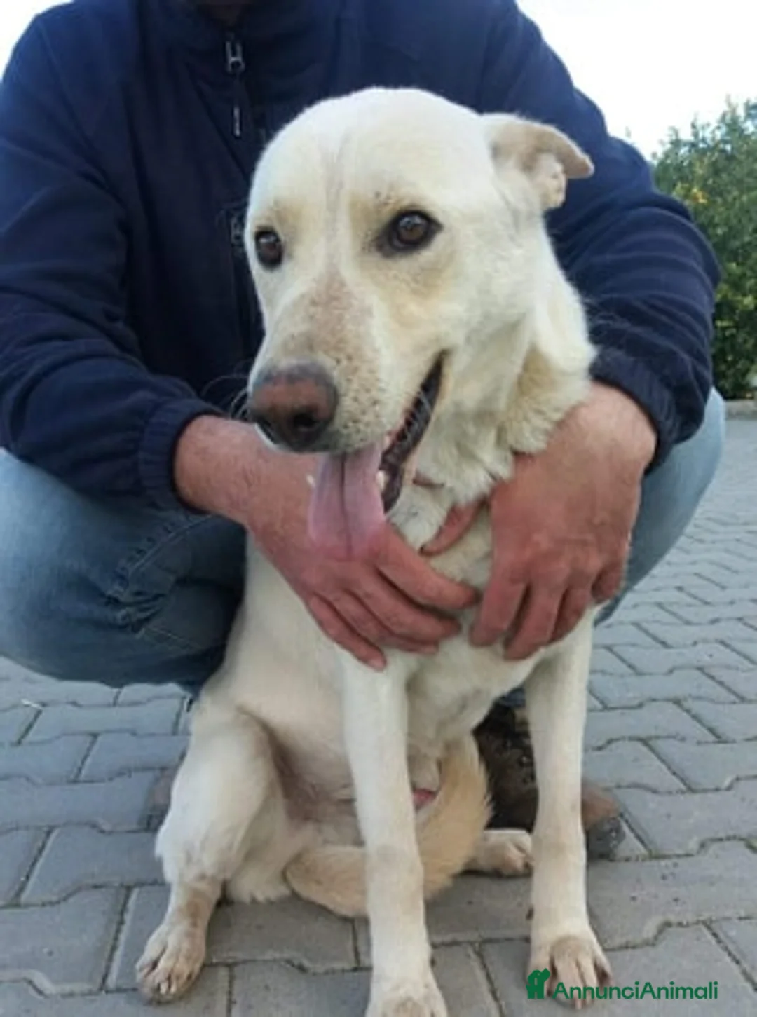 Meticcio cani in regalo: DOLCE E BUONO ARISTIDE IN REGALO a Città metropolitana di Catania - Annuncio 2