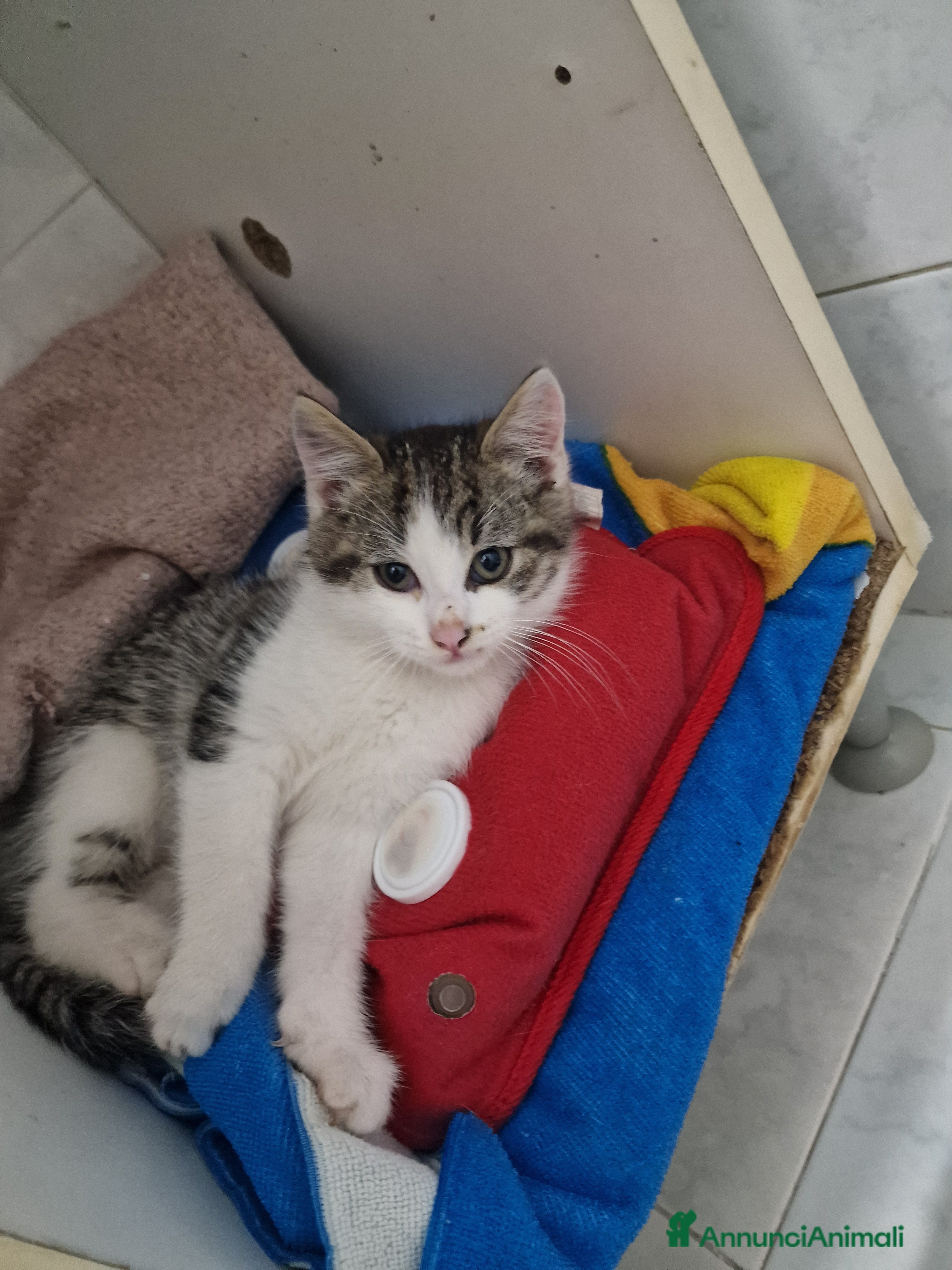 Europeo gatti Gattina - Annuncio 32