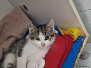 Europeo gatti Gattina - Annuncio 6