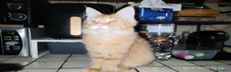 Maine Coon gatti in vendita: Dolcissimi cuccioli di Maine Coon xxl - Annuncio 12