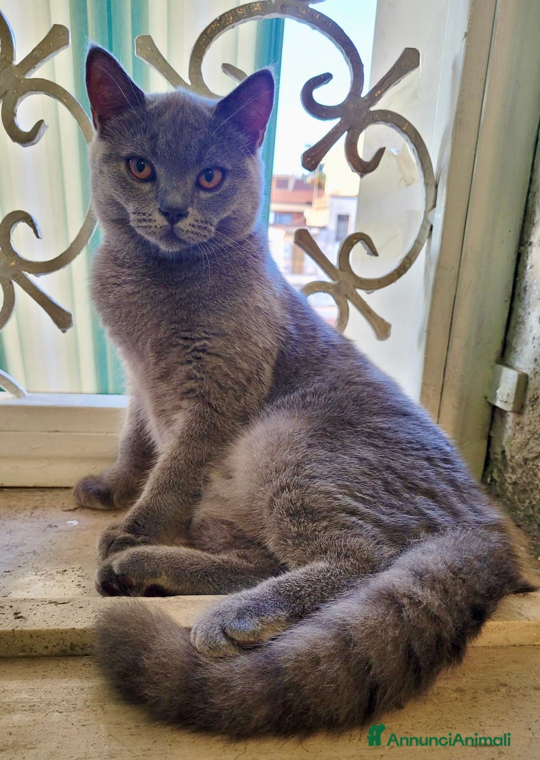 British gatti per accoppiamento: British Offresi British Shor Fem per accoppiamento - Annuncio 3