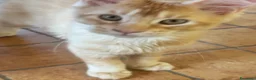 Maine Coon gatti in vendita: MAINE COON MASCHIO XL rosso/bianco pedigree  - Annuncio 7