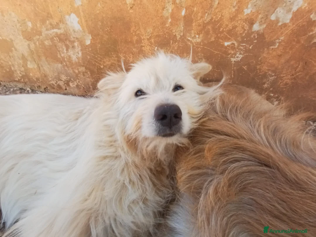 Meticcio cani in regalo: Baloo - 5 anni - Annuncio 3