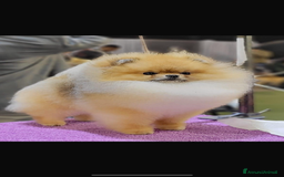 Spitz cani in vendita: Cuccioli di Spitz tedesco nano di Pomerania a Provincia di Perugia - Immagine 7
