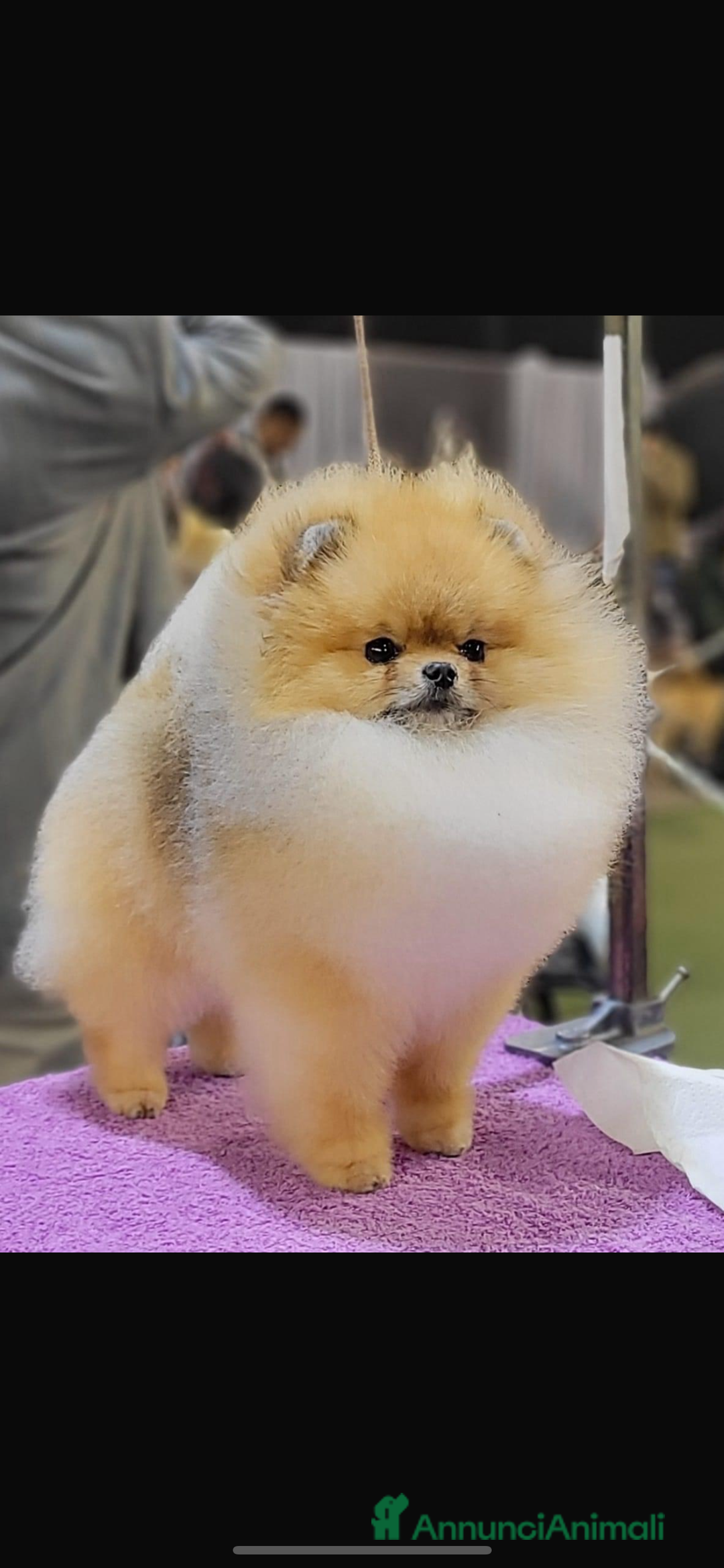 Spitz cani in vendita: Cuccioli di Spitz tedesco nano di Pomerania a Provincia di Perugia - Immagine 7