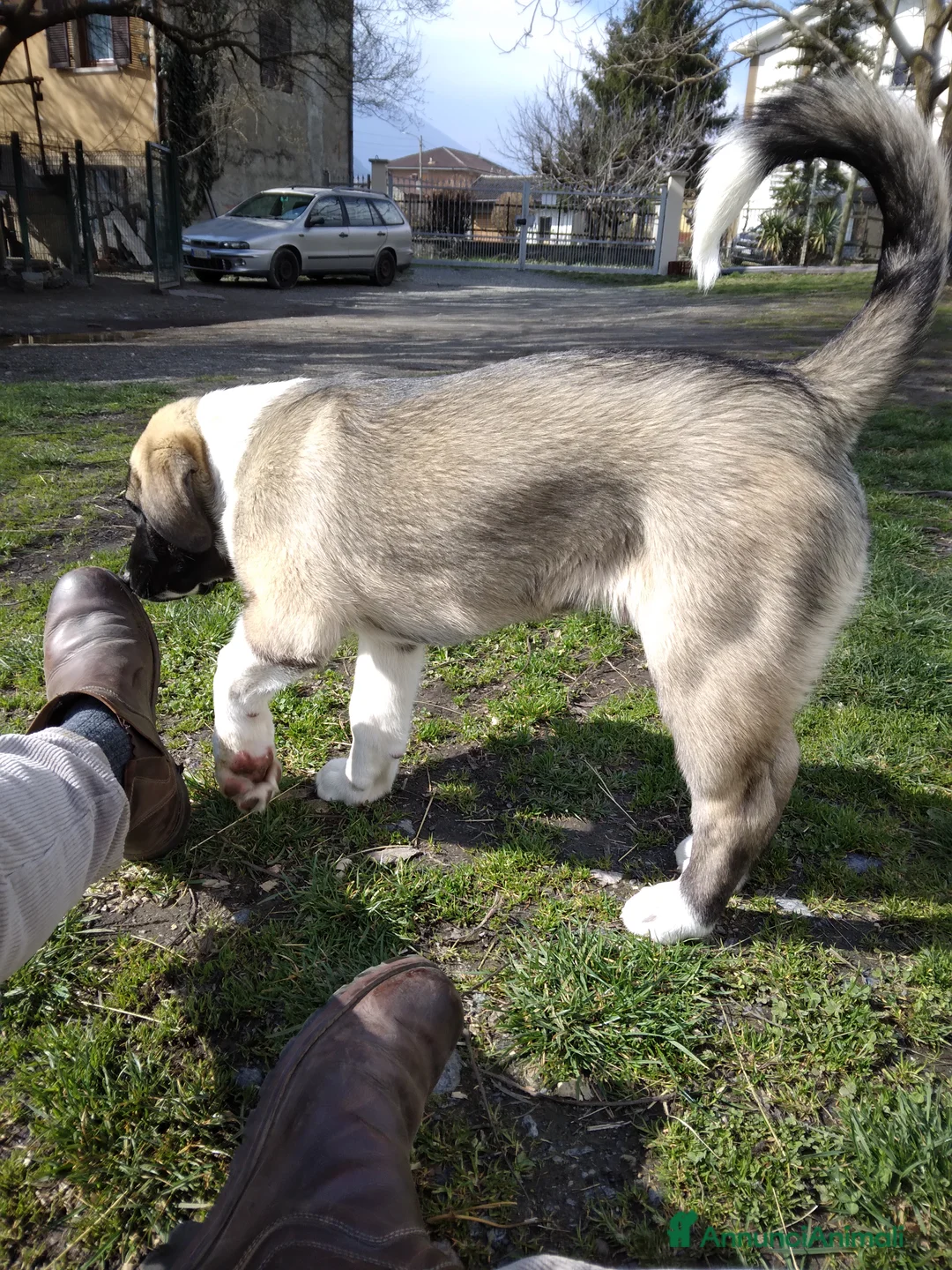 Pastore Asia Centrale cani in vendita: Cucciolo 3 mesi  a Città Metropolitana di Torino - Annuncio 1
