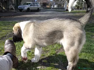 Pastore Asia Centrale cani Cucciolo 3 mesi - Annuncio 1