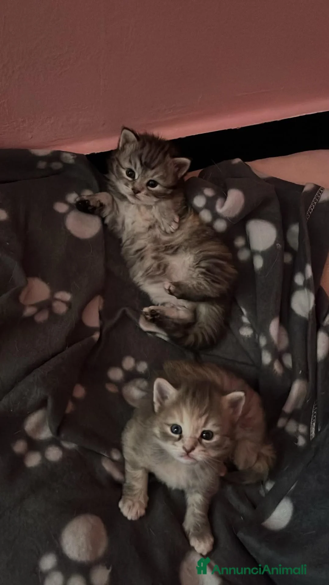 Siberiano gatti in vendita: Cucciole siberiane a Città Metropolitana di Genova - Annuncio 2