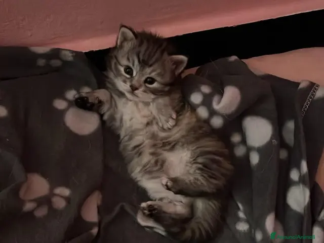 Siberiano gatti in vendita: Cucciole siberiane - Annuncio 2