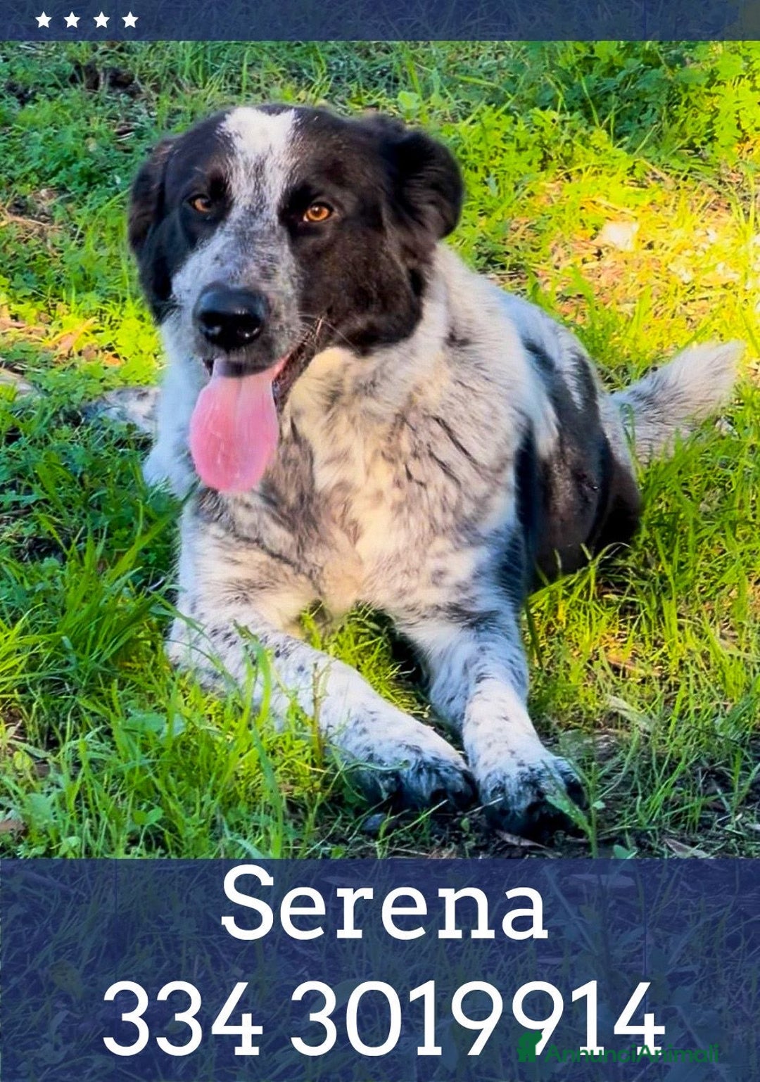 Meticcio cani in regalo: SERENA 🩷 - super cucciola mix pastore, cerca casa - Annuncio 1