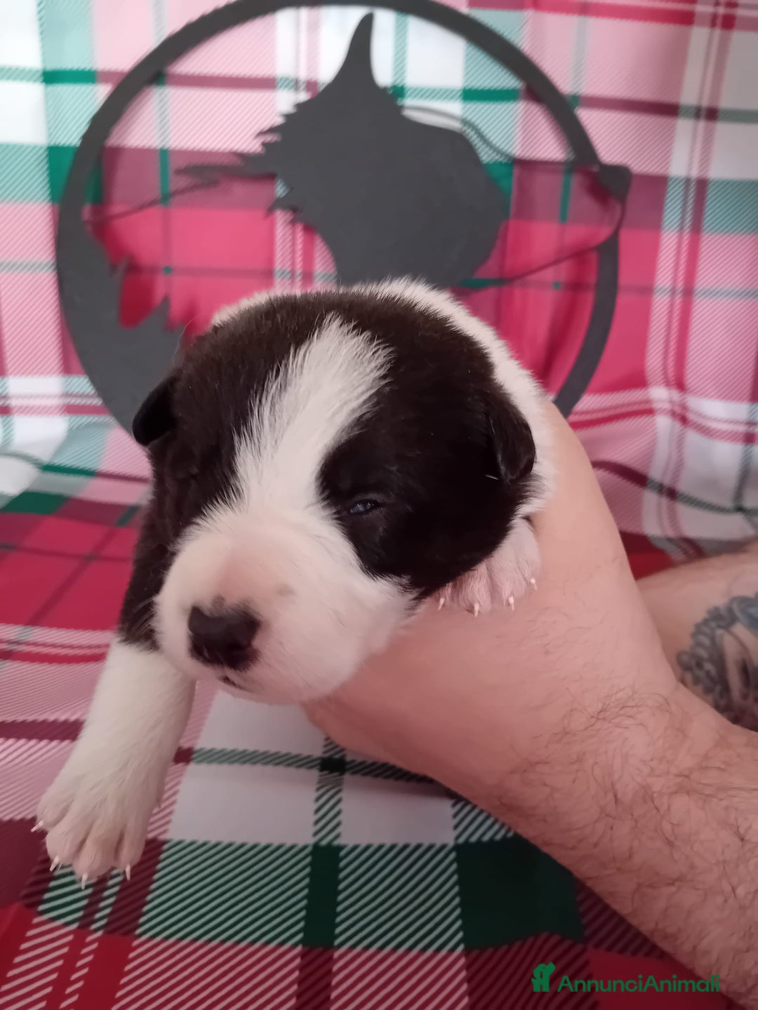 Border Collie cani in vendita: cuccioli border collie  - Annuncio 17