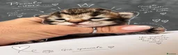 Siberiano gatti in vendita: SIBERIANI GATTINI IPOALLERGENICI - Annuncio 9