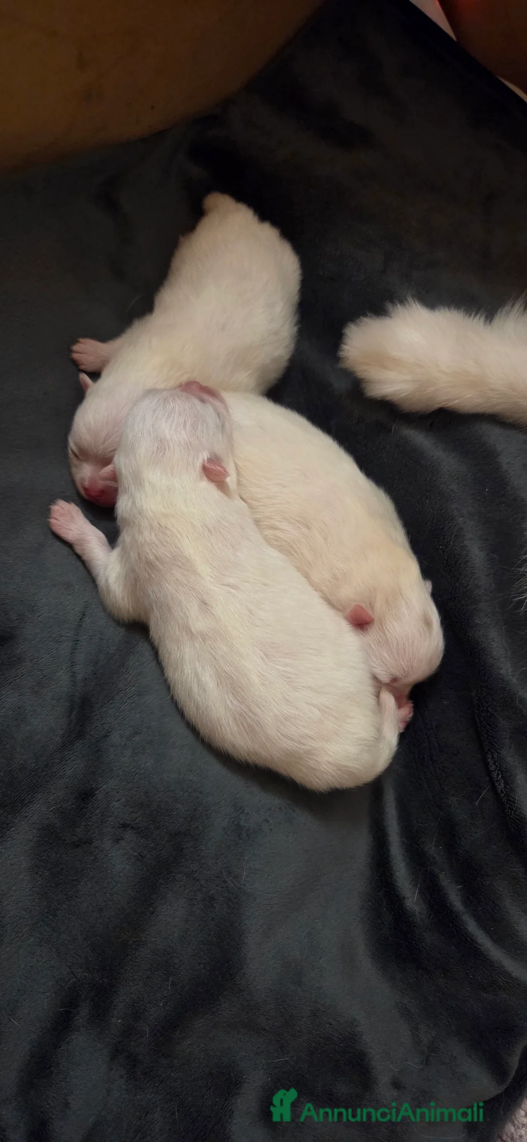 Volpino Pomerania cani in vendita: Volpini di pomerania massimo 3 kg - Annuncio 4