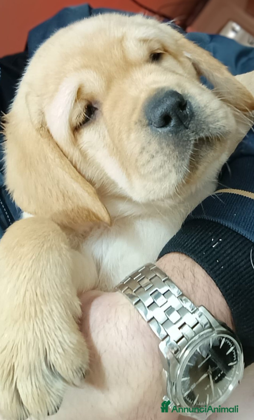 Labrador cani Cuccioli Labrador Retriever gialli con pedigree  - Annuncio 2