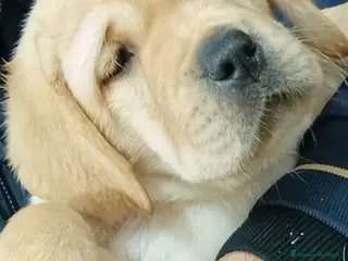 Labrador cani Cuccioli Labrador Retriever gialli con pedigree - Annuncio 2