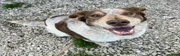 Meticcio cani in regalo: Kikka 4 anni Taglia media  - Annuncio 3
