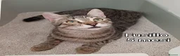 Altre razze gatti in regalo: GATTINI IN CERCA D'AMORE  a Città Metropolitana di Bologna - Annuncio 9