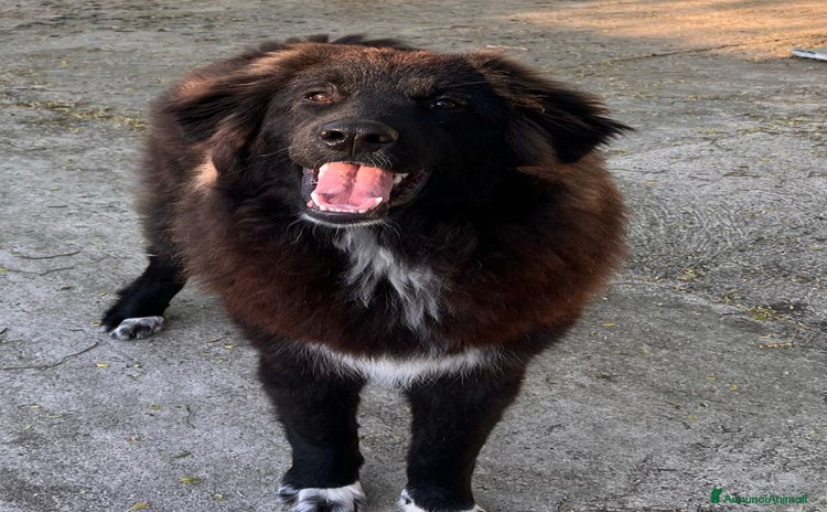 Meticcio cani a Città Metropolitana di Torino - Annuncio 1