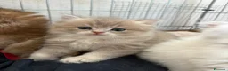 British gatti in vendita: Stupendi cuccioli di British  a Provincia di Perugia - Annuncio 8