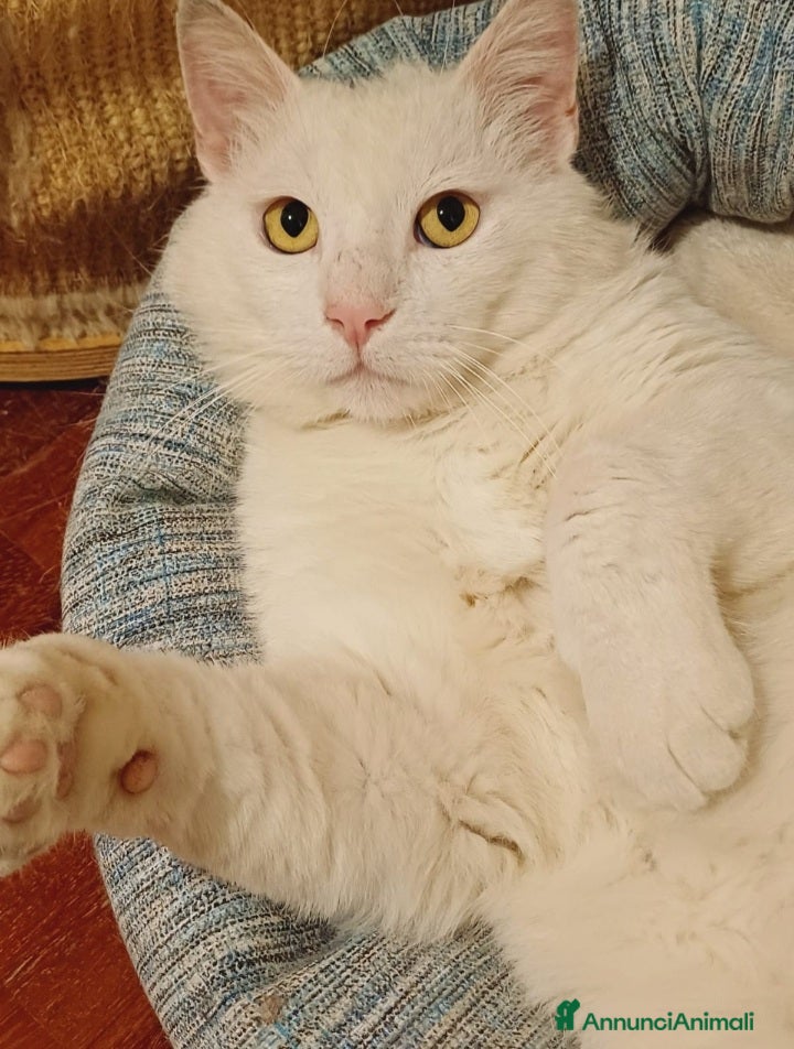 Europeo gatti Dudu micio bianco 2anni ADOZIONE DEL CUORE.ROMA a Città metropolitana di Milano - Annuncio 2