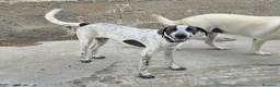 Meticcio cani in regalo: NOAH  - Annuncio 3