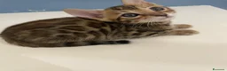 Bengala gatti in vendita: Cuccioli bengala - Annuncio 1