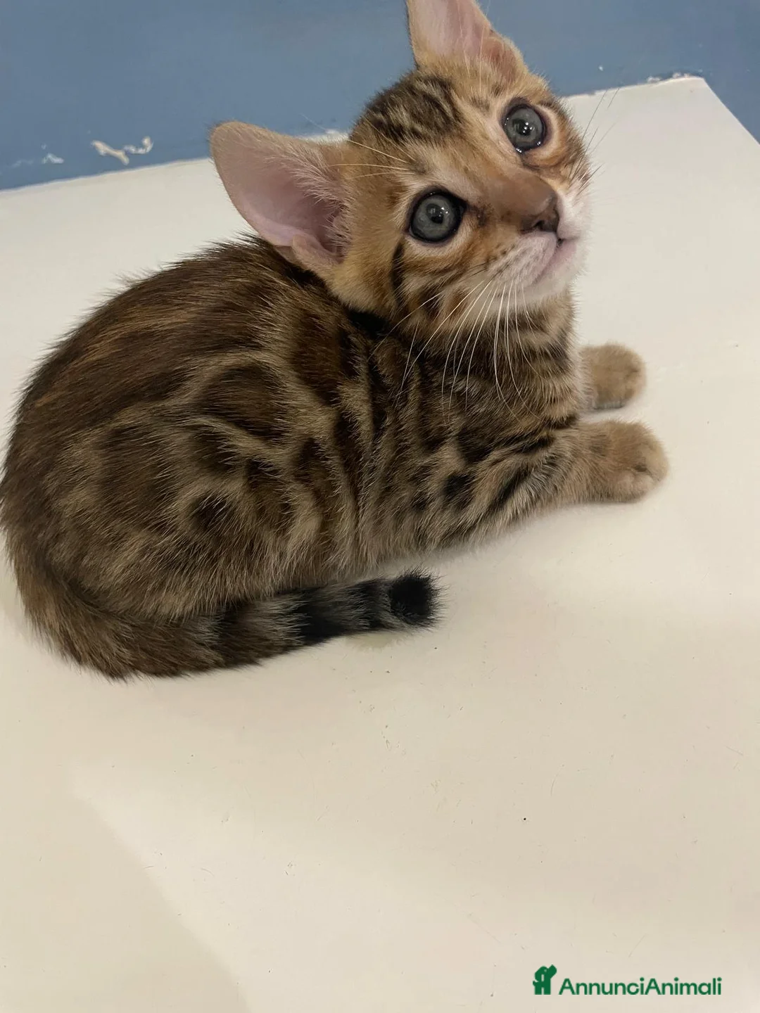 Bengala gatti in vendita: Cuccioli bengala - Annuncio 1