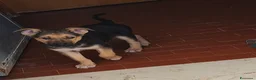 Meticcio cani in regalo: Koda è rimasto solo - Annuncio 5
