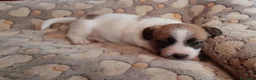 Jack Russell cani in vendita: Jack Russell Terrier Broken Ruvido cuccioli  a Città metropolitana di Roma Capitale - Annuncio 3