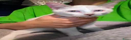 Meticcio gatti in regalo: Gattina trovatella  - Annuncio 1