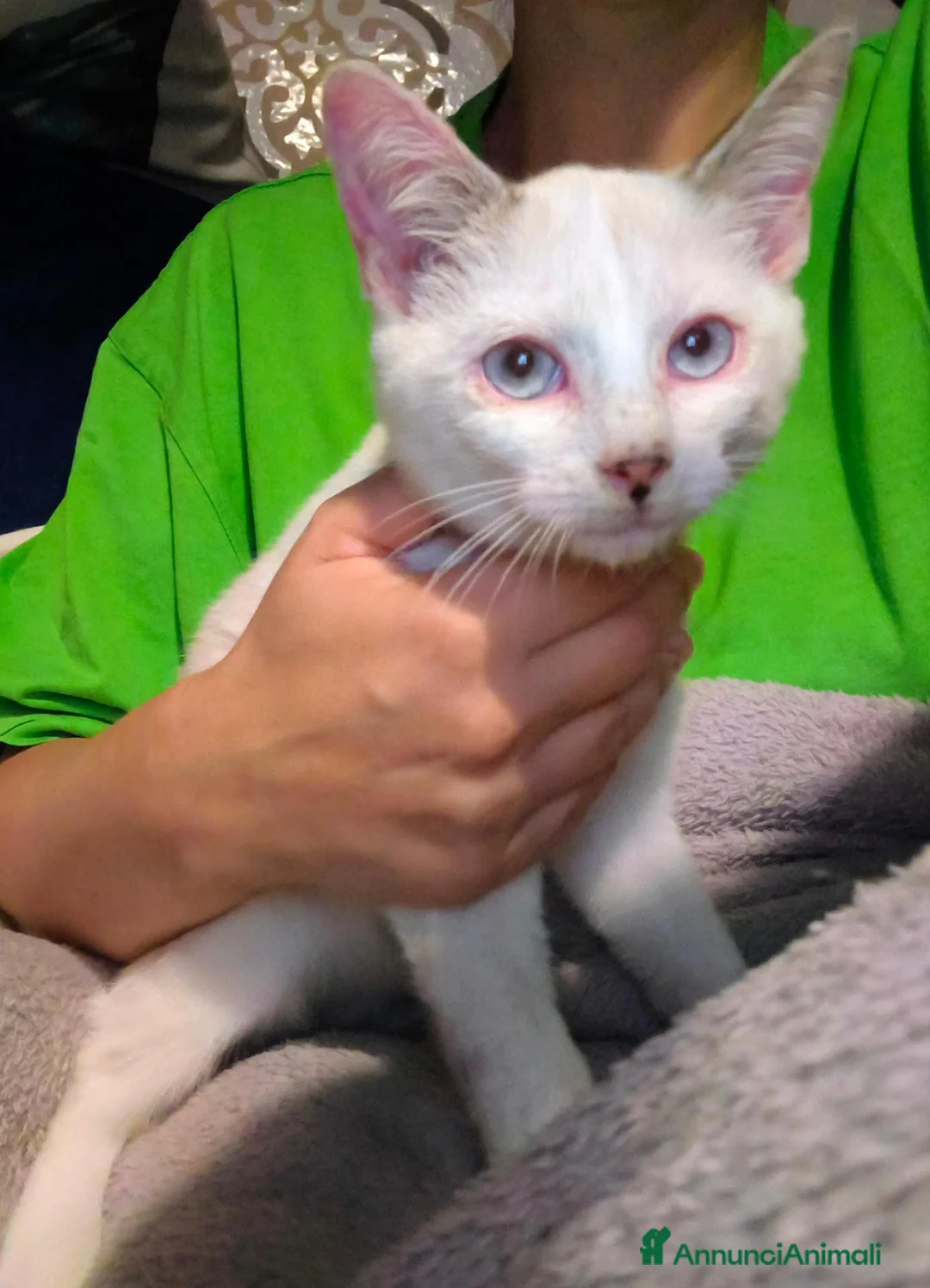 Meticcio gatti in regalo: Gattina trovatella  - Annuncio 1