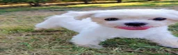Maltese cani in vendita: Prenotazione cuccioli di Maltese - Ottobre 2026 - Annuncio 10
