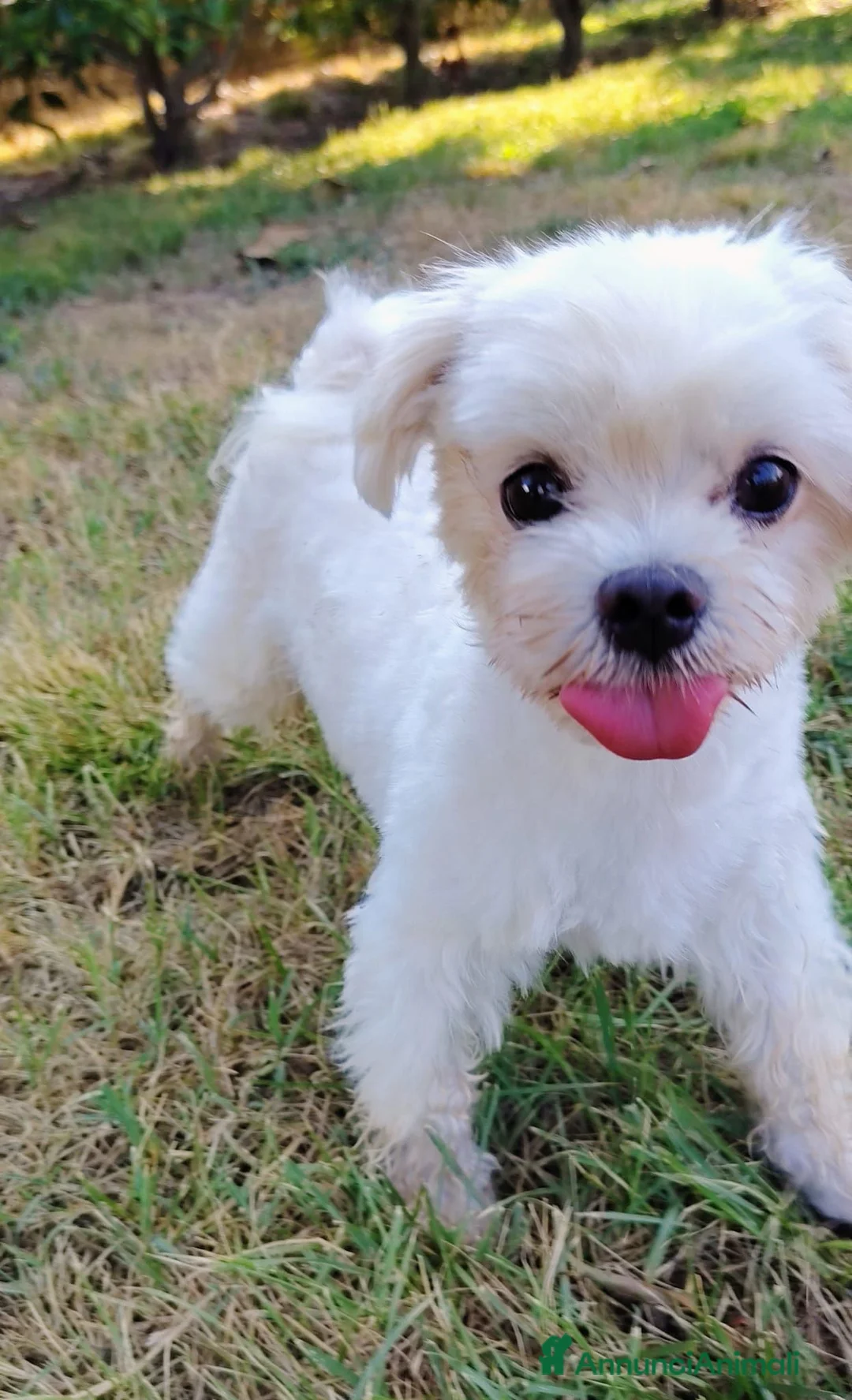Maltese cani in vendita: Prenotazione cuccioli di Maltese - Ottobre 2026 - Annuncio 10