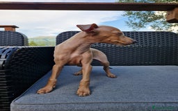 Levriero cani in vendita: Piccolo levriero italiano  a Provincia di Prato - Immagine 4