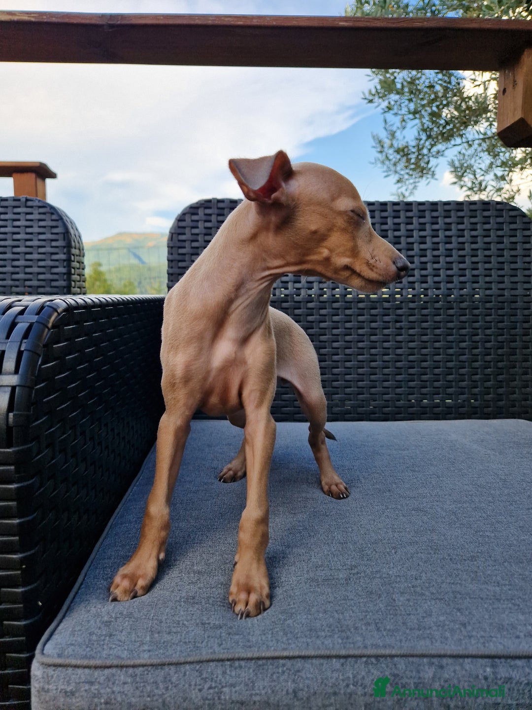 Levriero cani in vendita: Piccolo levriero italiano  a Provincia di Prato - Immagine 4