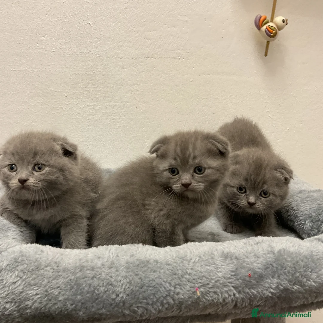 Scottish gatti in vendita: Gatti scottish a Città Metropolitana di Bologna - Annuncio 7