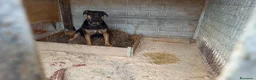 Cane Corso cani in regalo: Simil corso - Annuncio 3