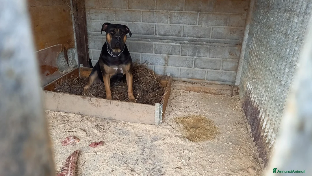 Cane Corso cani in regalo: Simil corso - Annuncio 3