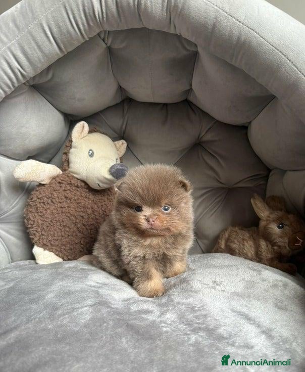 Volpino Pomerania cani Bella ragazza pomerania lasciata - Annuncio 1