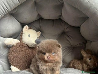 Volpino Pomerania cani Bella ragazza pomerania lasciata - Annuncio 1