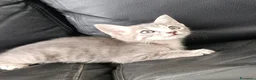 Altre razze gatti in vendita: Gattino (Padre Certosino) - Annuncio 4