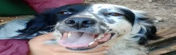Setter Inglese cani in regalo: CHEROKEE - Annuncio 11